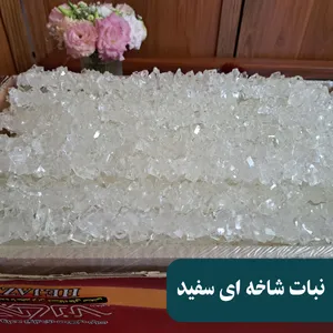 نبات شاخه ای سفید