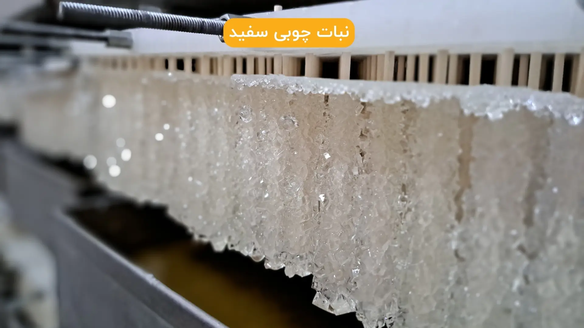 نبات چوبی سفید دسته بندی