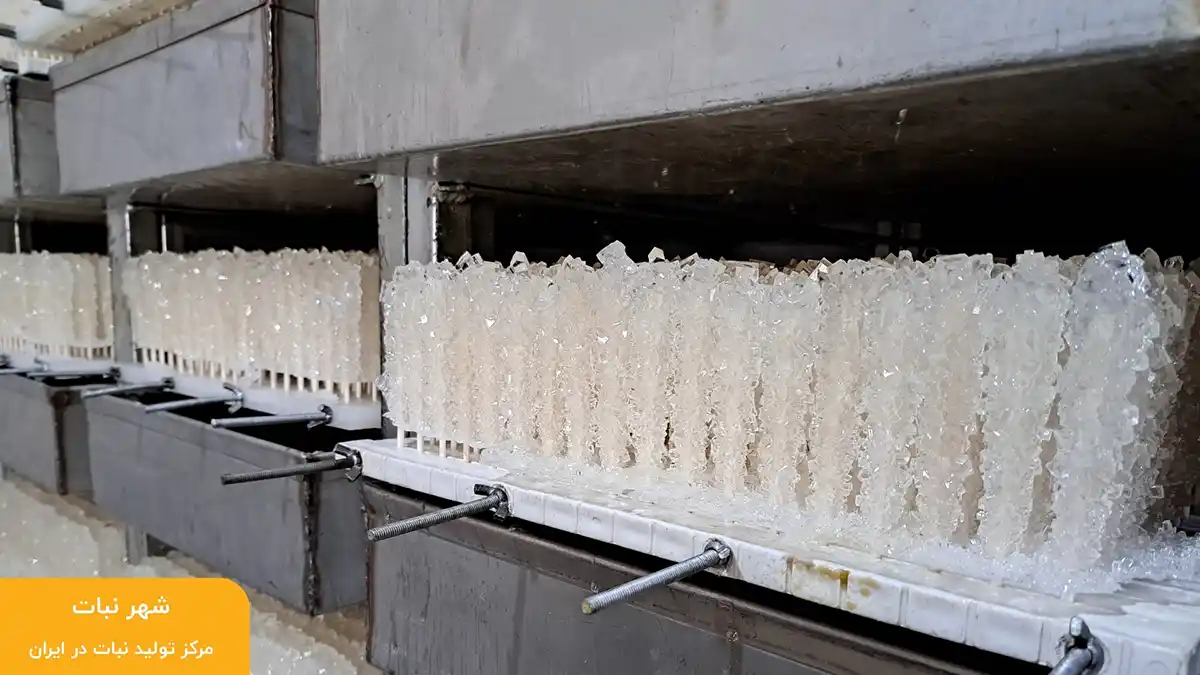 خرید نبات چوبی