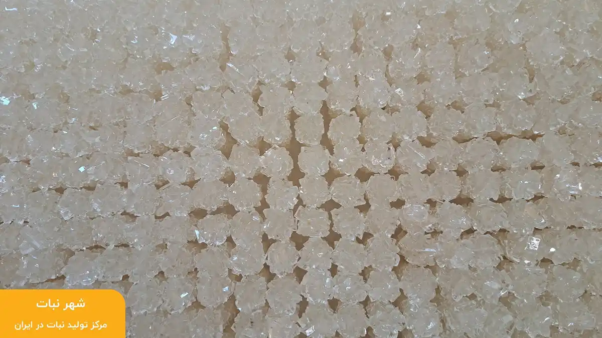 قیمت روز نبات چوبی