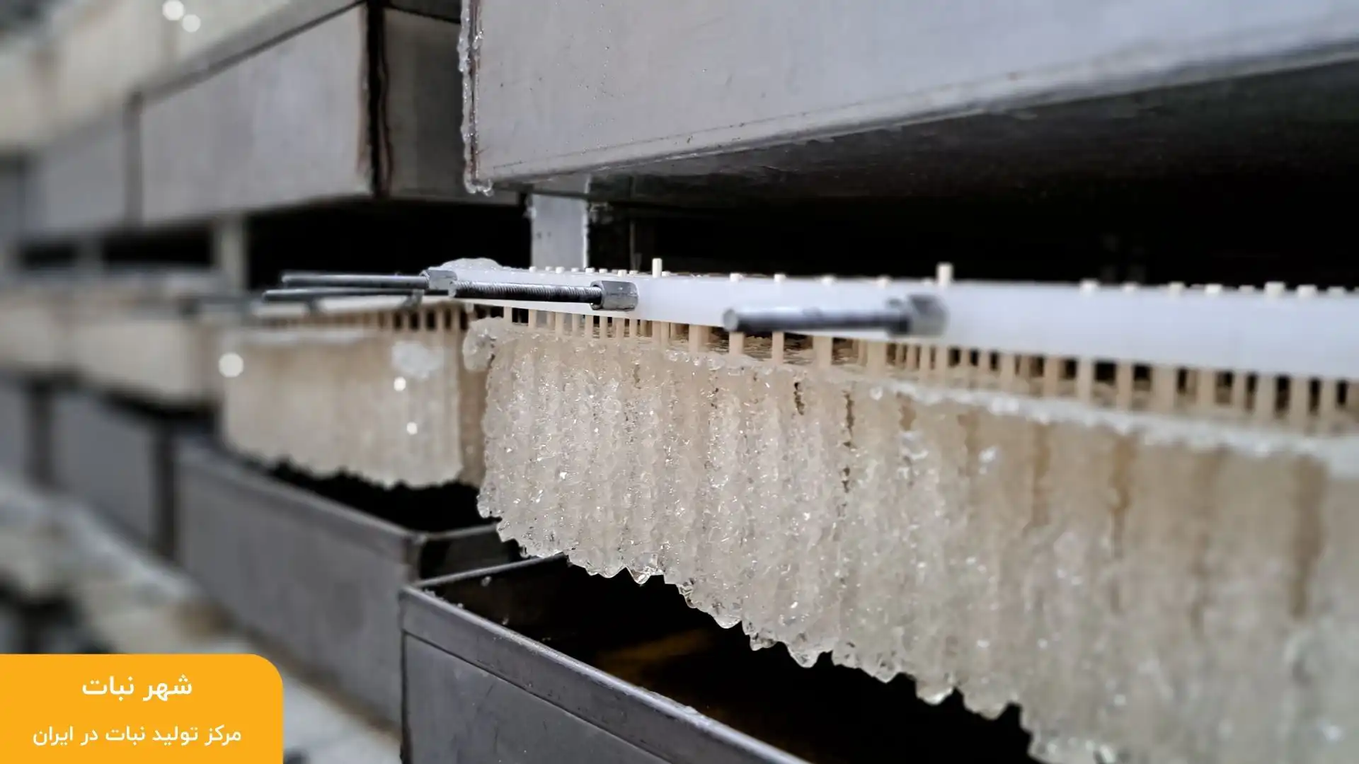 نبات بدون بلانکیت چیست؟