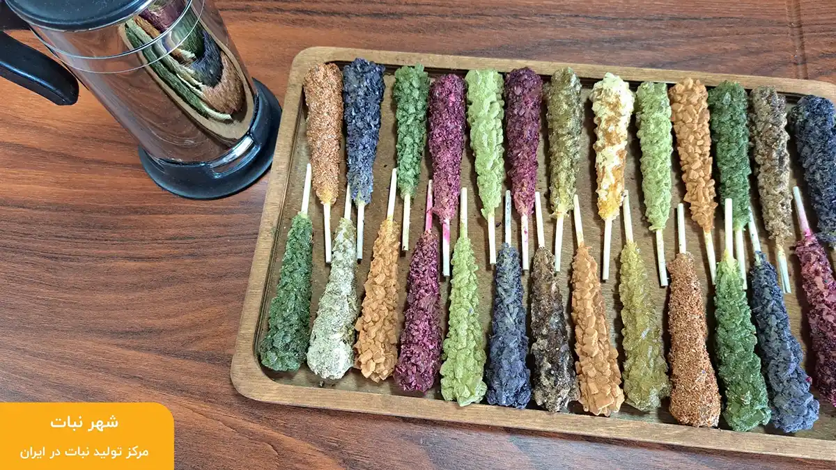 نبات چوبی تک نفره - خرید نبات تک نفره چوبی با بهترین قیمت